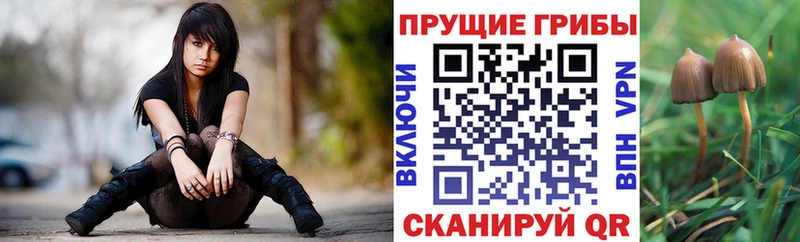 mega как зайти Орлов Псилоцибиновые грибы мицелий